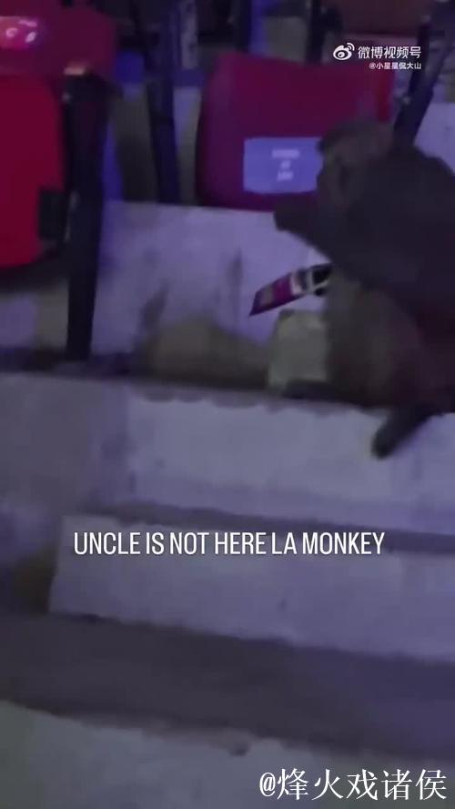 意外!印度羽毛球公开赛观众席惊现猴子闯入 意外!印度羽毛球公开赛观众席惊现猴子闯入